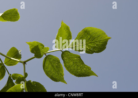 Nero europeo di sambuco (Sambucus nigra), foglia contro il cielo blu, Germania Foto Stock