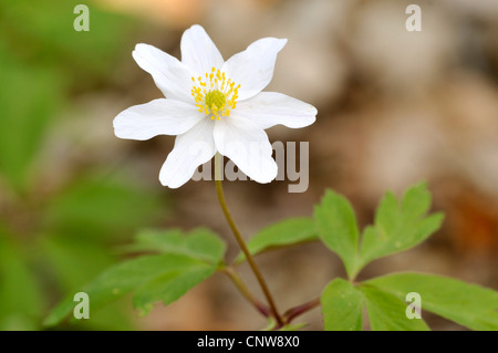 Legno (anemone Anemone nemorosa ,), unico fiore, Germania Foto Stock