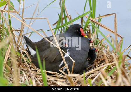 (Moorhen Gallinula chloropus), con pulcini nel nido, Germania Foto Stock