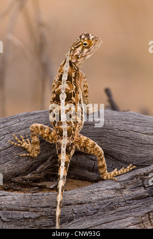 Massa AGAMA SA (AGAMA SA aculeata), femmina seduto su legno, Sud Africa, il Kalahari Gemsbok National Park Foto Stock