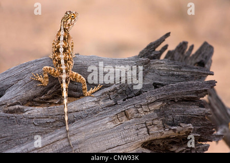 Massa AGAMA SA (AGAMA SA aculeata), femmina seduto su legno, Sud Africa, il Kalahari Gemsbok National Park Foto Stock