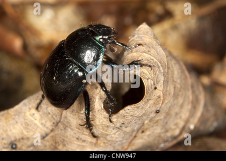 Rosskaefercommon dor beetle, sterco coleotteri (Anoplotrupes stercorosus, Geotrupes stercorosus), in corrispondenza di un autunno di foglia, Germania Foto Stock