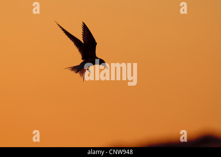 Tern comune (Sterna hirundo), silhouette di volo al tramonto, Paesi Bassi, Texel Foto Stock