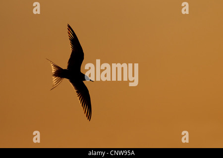 Tern comune (Sterna hirundo), silhouette di volo nel tramonto, Paesi Bassi, Texel Foto Stock
