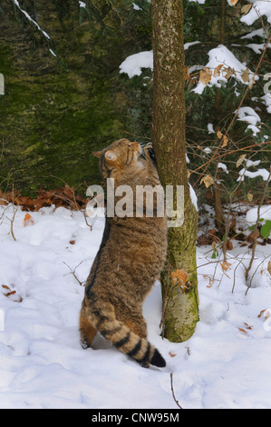 Gatto selvatico europeo, foresta gatto selvatico (Felis silvestris silvestris), in gravidanza gatto in un paesaggio ricoperto di neve la scalata al tronco di un piccolo albero, Germania Foto Stock