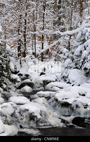 Brook in Snow capped mountain forest, in Germania, in Baviera, il Parco Nazionale della Foresta Bavarese Foto Stock