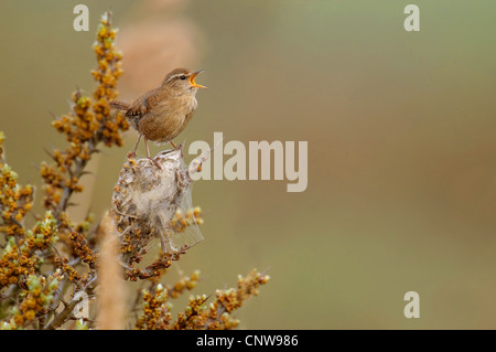 Winter wren (Troglodytes troglodytes), seduto su un seabuckthron, Paesi Bassi, Texel Foto Stock