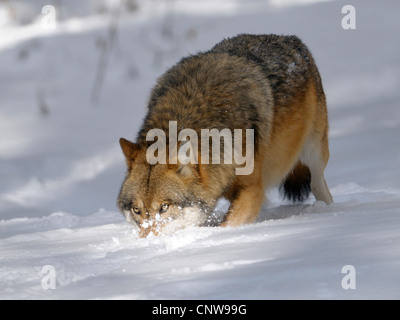 Unione lupo (Canis lupus lupus), a scavare nella neve con il muso, Germania Foto Stock