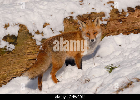 Red Fox (Vulpes vulpes vulpes), in piedi nella neve in un registro, Germania Foto Stock