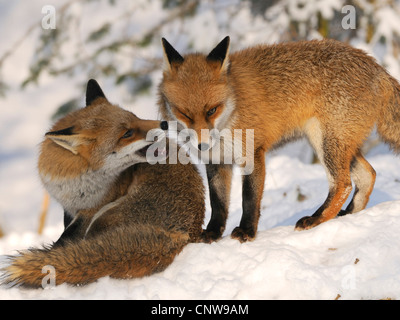 Red Fox (Vulpes vulpes vulpes), due giovani insieme nella neve, Germania Foto Stock