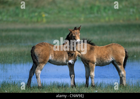 Exmoor pony (Equus przewalskii f. caballus), puledri, Paesi Bassi, Texel Foto Stock