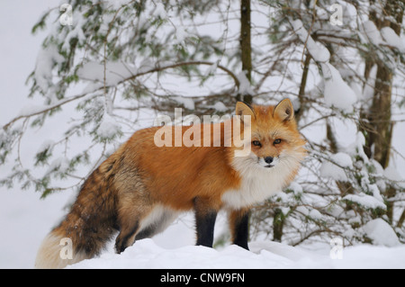 Red Fox (Vulpes vulpes vulpes), in presenza di neve sui mangimi, Germania Foto Stock