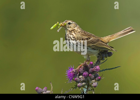 Prato pitpit (Anthus pratensis), su un cardo, in Germania, in Renania settentrionale-Vestfalia Foto Stock