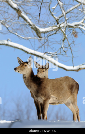 Il cervo (Cervus elaphus), due cerve insieme in piedi sotto un albero in una coperta di neve prato, in Germania, in Renania settentrionale-Vestfalia, Sauerland Foto Stock