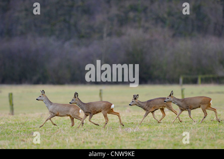 Il capriolo (Capreolus capreolus), pack attraversare un prato, Germania Foto Stock