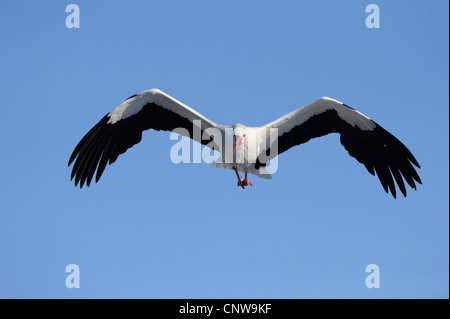 Cicogna bianca (Ciconia ciconia), Adulto battenti, Germania Foto Stock