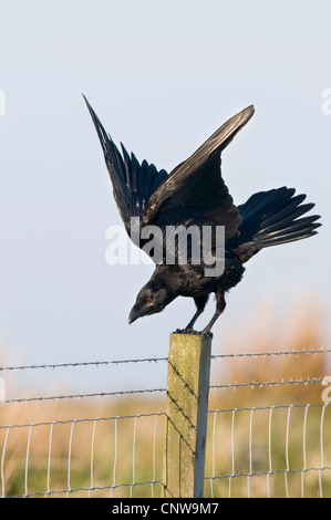 Comune di corvo imperiale (Corvus corax), lo sbarco sul palo da recinzione, Regno Unito, Scozia, Islay Foto Stock