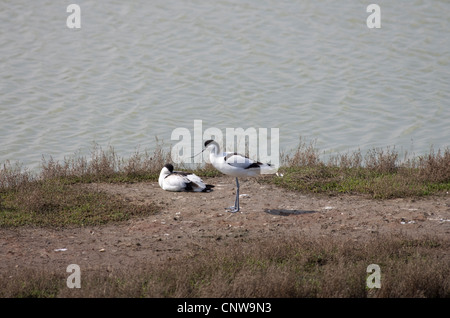 REGNO UNITO RECURVIROSTRA AVOSETTA Foto Stock
