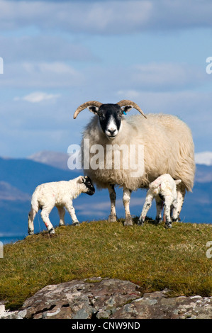 Gli animali domestici delle specie ovina (Ovis ammon f. aries), Scottish blackface femmina e agnelli, Regno Unito, Scozia, Isle of Mull Foto Stock