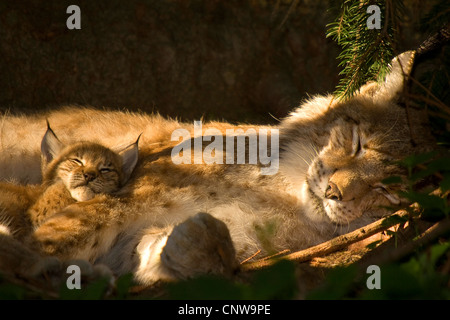 Eurasian (Lynx Lynx lynx), femmina e cub dormendo, Germania Foto Stock