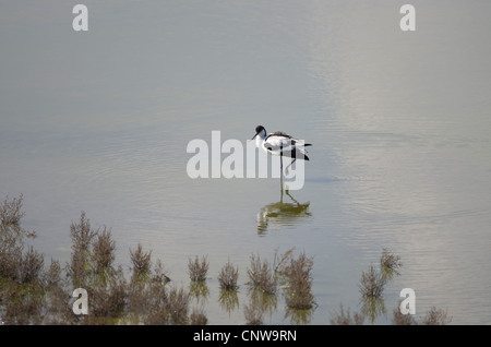 REGNO UNITO PIED AVOCETTE Foto Stock