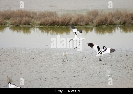 REGNO UNITO PIED AVOCETTE Foto Stock