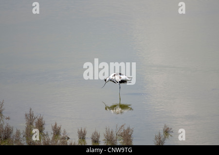 REGNO UNITO RECURVIROSTRA AVOSETTA Foto Stock