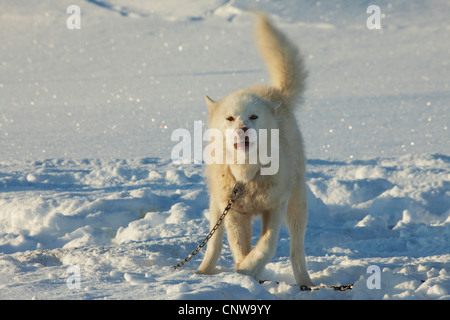 La Groenlandia cane (Canis lupus f. familiaris), incatenato nella neve, Groenlandia, Ostgroenland, Tunu, Kalaallit Nunaat, Scoresbysund, Kangertittivag, Ittoqqortoormiit Foto Stock