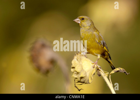 Western verdone (Carduelis chloris), seduti su girasole, in Germania, in Renania Palatinato Foto Stock