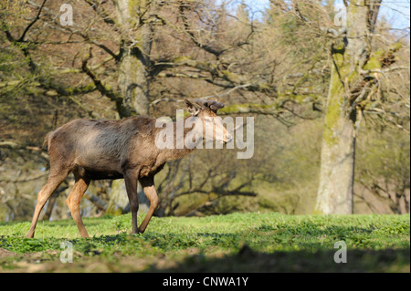 Il cervo (Cervus elaphus), il novellame di camminare su un prato soleggiato in corrispondenza di un bordo della foresta, Germania Foto Stock