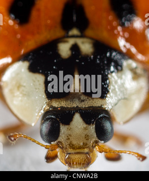 Harlequin ladybird (Harmonia axyridis), forma succinea (arancione con macchie nere). Nota caratteristica segni bianchi su protonum. Foto Stock