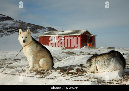 La Groenlandia cane (Canis lupus f. familiaris), due incatenati cani da slitta a caccia nella luce della sera, Groenlandia, Ostgroenland, Tunu, Kalaallit Nunaat, Liverpool Land, Kap Hoegh Foto Stock