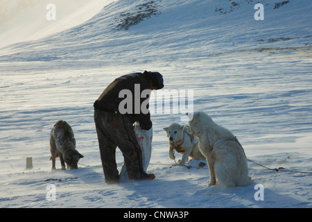 La Groenlandia cane (Canis lupus f. familiaris), alimentazione di cani da slitta, Groenlandia, Ostgroenland, Tunu, Kalaallit Nunaat, Liverpool Land, Kap Hoegh Foto Stock