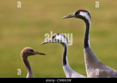 Gru comune (grus grus), ritratto con due adulti e un bambino, Germania, Meclemburgo-Pomerania, Ruegen-Bock-Regione Foto Stock