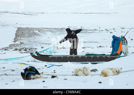 La Groenlandia cane (Canis lupus f. familiaris), Inuit hunter preparazione cane giro in slitta, Groenlandia, Ostgroenland, Tunu, Kalaallit Nunaat, Liverpool Land, Kap Hoegh Foto Stock