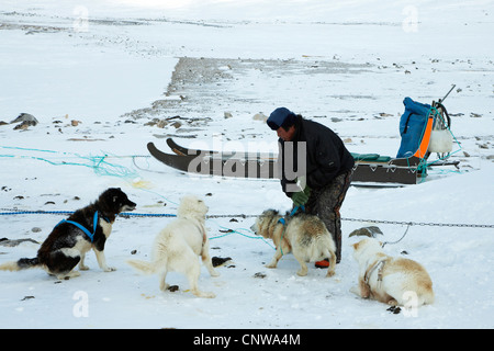 La Groenlandia cane (Canis lupus f. familiaris), Inuit hunter preparazione cane giro in slitta, Groenlandia, Ostgroenland, Tunu, Kalaallit Nunaat, Liverpool Land, Kap Hoegh Foto Stock