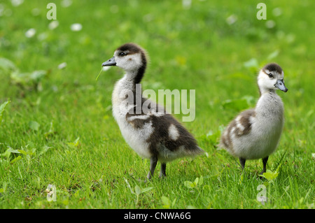 Oca egiziana (Alopochen aegyptiacus), giovani pulcini in un prato, Germania Foto Stock