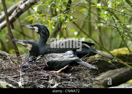 Cormorano (Phalacrocorax carbo), due individui nel nido, Germania Foto Stock