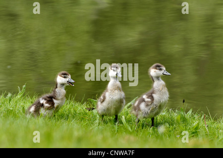 Oca egiziana (Alopochen aegyptiacus), tre pulcini in unico file, Germania Foto Stock