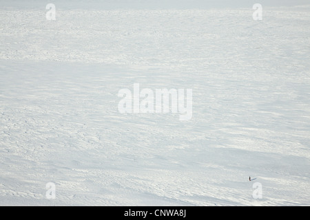 Lone persona su un infinito campo di neve, Groenlandia, Ostgroenland, Tunu, Kalaallit Nunaat, Liverpool Land, Kap Hoegh Foto Stock