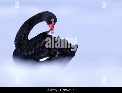 Black Swan (Cygnus atratus), nella neve preening, in Germania, in Renania settentrionale-Vestfalia Foto Stock