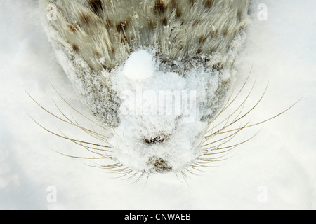 Guarnizione inanellato (Phoca hispida), coperto di neve e la faccia di una guarnizione di tenuta braccati, Groenlandia, Ostgroenland, Tunu, Kalaallit Nunaat, Scoresbysund, Kangertittivag, Kap Tobin, Ittoqqortoormiit Foto Stock