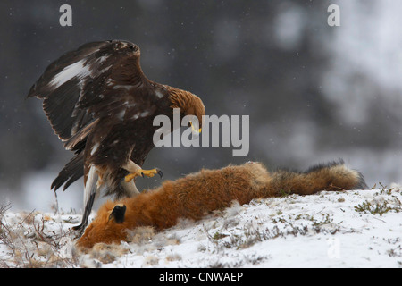 Aquila reale (Aquila chrysaetos), in corrispondenza di una volpe rossa, Norvegia, Namdal, Troendelag, Flatanger, Lauvsnes Foto Stock