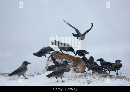 Cornacchia mantellata (Corvus corone cornix), gregge sciamare intorno morti red fox, Norvegia, Namdal, Troendelag, Flatanger, Lauvsnes Foto Stock