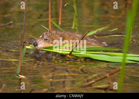Topo muschiato (Ondatra zibethica), nuoto in acque poco profonde con halms di giunchi in bocca, Svizzera Foto Stock