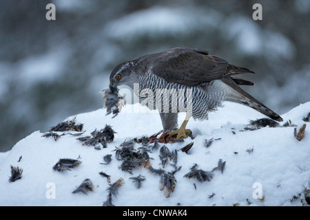 Astore (Accipiter gentilis), mangiando un francolino di monte, Norvegia, Namdal, Troendelag, Flatanger, Lauvsnes Foto Stock