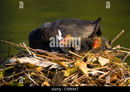 Nero la folaga (fulica atra), adulto seduto sul nido con pulcini, Svizzera, Sankt Gallen Foto Stock