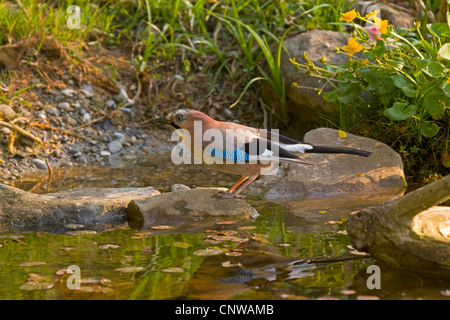 Jay (Garrulus glandarius), in piedi su una pietra in un piccolo lago vicino alla superficie, Svizzera, Sankt Gallen Foto Stock