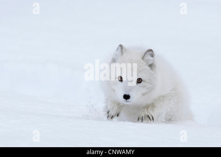 Volpe Artica, volpe polare (Alopex lagopus, Vulpes lagopus), in esecuzione nella neve alta, Norvegia, Namdal, Troendelag Foto Stock