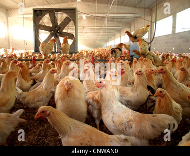 Polli su figliata profonda nella sala di una fattoria di pollo con ventola di scarico in background Foto Stock